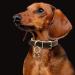 Copper Bells for Dog Collars with Snap Clips - Pure Copper, Clear Sound, No Rust - Ideal for Dogs/Cats - Save Birds and Wildlife - Buy Online on GoSupps.com