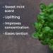 Buy Plant Therapy Spearmint Essential Oil 30 mL - 100% Pure Undiluted Therapeutic Grade - International Shipping Available - Buy Online on GoSupps.com
