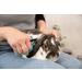 TRIXIE Pet Grooming Scissors for Dogs and Cats - Round Tip, 3 (8cm) - Trim Face, Nose, Ears, and Paw Hair - Buy Online on GoSupps.com
