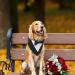 MHauslie Formal Tuxedo Dog Bandana with Bow Tie - Adjustable Neckerchief for Small Dogs in Black - Buy Online on GoSupps.com