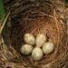 Sanmubo Coconut Fiber Nest - 250g/500g Bird Nesting Material - Practical Bedding Mat for Small Birds and Animals - Buy Online on GoSupps.com