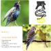 Generic Pigeon Harness Parrot Bird Strap- Adjustable Bird Vest& Harness Kit/Outdoor Parrot Flight Training Rope/Pet Outdoor Leash Suitable for Parrot Lovebird Cockatiel Birds ( M ) Macaw Harness - Buy Online on GoSupps.com