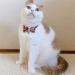 Necoichi Chirimen Kimono Bow Tie Cat Collar in Red - Stylish and Comfortable - Buy Online on GoSupps.com