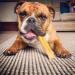 Super Himalayan Dog Chew-All Natural Hard Cheese Himalayan Dog Treats-Long Lasting Dog Yak Chews Made in Europe-Large for Dogs 15-25 kg Large(L)-Dogs 15-25 kg - Buy Online on GoSupps.com