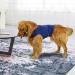 Ruiqas Anxiety Coat for Dogs - Lightweight Calming Vest & Soothing Dark Blue Jacket for Anxious Pets - International Shipping Available - Buy Online on GoSupps.com