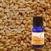 SVATV Wheat Germ Empire Oil - Therapeutic Aromatherapy Oil for Diffusers Yoga & Massage | 10ml Premium Fragrance for DIY Body Care - Buy Online on GoSupps.com