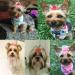 Yagopet 50pcs/Pack Cute New Dog Hair Bows Pairs Rhinestone Pearls Flowers Topknot Mix Styles Dog Bows Pet Grooming Products Mix Colors Pet Hair Bows Topknot Rubber Bands - Buy Online on GoSupps.com