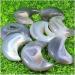 Collection Natural Agate geode Quartz Crystal Hand Carved Moon Reiki Healing.1pc (Size : 3pc) - Buy Online on GoSupps.com