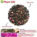 Plant Gift (Cherry Blossom OolongTea) - Buy Online on GoSupps.com