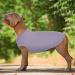 Shop Hjumarayan XL Purple Dog Sweater - Washable Elastic Striped Design for Medium & Large Dogs - Buy Online on GoSupps.com