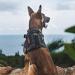 Oneigris Tactical Dog Harness Vest | Fire Watcher Training - 1000D Nylon (Small Black) - Service Dog Approved - Buy Online on GoSupps.com