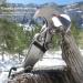 NHPY Climbing Hooks - Foldable Grappling Hook & Carabiner for Outdoor Climbing Survival Gear and Ropes - Buy Online on GoSupps.com