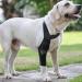 Hip Brace for Dogs Large Dog Rear Leg Support Back Leg Hip Support with Metal Strip High Elasticity Breathable Leg Protector for Recovery Period Black X-Small - Buy Online on GoSupps.com