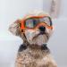 Enjoying Dog Glasses for Small to Medium Dogs | UV Protection Windproof & Non-Foggy | Soft Frame | Orange - Buy Online on GoSupps.com