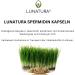 Lunatura High-Dose Spermidine - Vegan & Gluten-Free Wheat Germ Extract with Q10 | 60 Capsules | 2-Month Supply - Shop Internationally - Buy Online on GoSupps.com