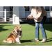 Fida Retractable Dog Leash 16ft Heavy Duty for X-Small to Large Dogs up to 110 lbs - Tangle Free, One-Hand Brake - Small Black - Buy Online on GoSupps.com