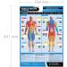 MUSCLE GROUPS & EXERCISES Poster | Anterior & Posterior Muscles | Laminated Home & Gym Wall Chart | FREE Online Training | A1 Size - 841mm x 594mm | Enhance Personal Fitness - Buy Online on GoSupps.com