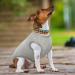 2-Pack Dog Clothing - Soft Cotton Sweaters & Shirts for Small Dogs & Cats | Air-Permeable T-Shirts for Chihuahuas & Large Breeds (Gray & Blue) - Buy Online on GoSupps.com