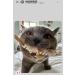 Purrs Lizard attachment- Fits PurrSuit Frenzy & DaBird wand Cat Toys - Buy Online on GoSupps.com