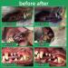 Orlpevet Dog Dental Powder Dog Breath Freshener New generation dog toothpaste dog teeth cleaning powder Reduce Tartar&Plaque off pet dental powder for small medium large dogs 15packs-75g - Buy Online on GoSupps.com