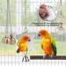 Coconut Hideaway Bird Perch Hammock with Bell Swing - Parrot Toys for Parakeet Conure Cockatiel Love Birds - Buy Online on GoSupps.com