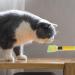 PEUTIER 2pcs Cat Strip Feeders Cute Cat Head Shape Cat Strip Squeeze Spoons Multifunctional 2-in-1 Cat Food Dispenser Cat Strip Spoons Cat Food Spoons for Wet Food Cat Pet Supplies (Green) - Buy Online on GoSupps.com