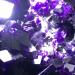 256.5g Natural Cube Deep Purple Fluorite Crystal Cluster Specimen/China Crystal Cluster - Buy Online on GoSupps.com