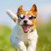 Luckxing Glasses for Dogs | Cat & Dog Barrel Glasses for Medium Dogs | Windproof Soft Eye Protection - Pink - Buy Online on GoSupps.com