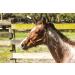 Tack Shack Turnout Leather Halter for Horses | Engraved Name Plate | Brown Leather, Solid Brass | Warmblood Size - Buy Online on GoSupps.com