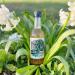 Blighty Booch Kombucha Bottled Tea Drink - 12 x Bramley Elderflower Flavour - Naturally Sparkling Fermented Unpasteurised Live Culture - Vegan Organic Gluten Free Apple - Buy Online on GoSupps.com