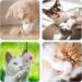 18-Piece Cat Toy Set | Plush Mouse Cat Mint Interactive Toys for Kittens & Cats - Buy Online on GoSupps.com