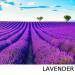 Protective Hand & Body Balm - Orange Lavender Mint & Tea Tree Oil | 2 oz - International Shipping Available - Buy Online on GoSupps.com