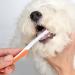 fanelod Pet Toothpaste. Pet Teeth Cleaning Paste with Brush Pet Care Finger Toothbrush Dog and Cat Oral Cleaning Tool. Teeth Cleaning Kit for Cats and Dogs - Buy Online on GoSupps.com
