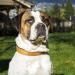 Joytale Reflective Dog Collar for Large Dogs - Brown Size L (1 Pack) - Durable & Stylish Pet Accessory - Buy Online on GoSupps.com