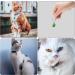 BLMHTWO 24PCS Cat Dog Collar Bells Cat Bells Collar Charms with Keyrings Colorful Pet Collar Bells Kitty & Puppy Loud Bell Pendant for Dog Cat Collar DIY Craft Decoration(Assorted Color) - Buy Online on GoSupps.com
