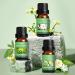 Spring Essential Oils Set for Aromatherapy and Candle Making - Gardenia, Jasmine, Peppermint, Fresh Cut Grass, Spring Rain Breeze Scent Oil - Buy Online on GoSupps.com