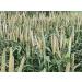 Organic Millet Whole Grain Seeds - USA Grown, Non-GMO, Gluten-Free - 1lb Pack - Buy Online on GoSupps.com
