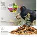 Premium Wild Bird Feed 5kg - Amsel Futter with Berries & Sunflower Seeds for Year-Round Feeding - Buy Online on GoSupps.com
