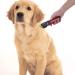 Sminiker Low Noise Rechargeable Pet Clippers Kit - 5 Speed Grooming Set for Cats and Dogs with Storage Bag - Buy Online on GoSupps.com