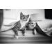 FRONTLINE Plus for Cats & Ferrets - 1 Pipette Flea & Tick Treatment (8 Weeks+) | Cat & Ferret Flea Treatment - Buy Online on GoSupps.com