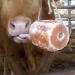 Organic Himalayan Salt Lick for Animals with Hanging Rope - 2-3kg - Buy Online on GoSupps.com