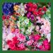 Brighten Your Floral Arrangements with Greenbrier 4 Piece Gentle Grip Floral Foam Blocks - Buy Online on GoSupps.com