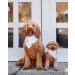Remy+Roo Shannon Set Dog Bandanas - 4 Pack | Premium Durable Fabric | Unique Shape | Adjustable Fit | Large Size Available - Buy Online on GoSupps.com