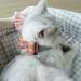 Tagme Cat Collar with Name & Phone Number | Safe Orange Kitten Collar with Bell - 1 Pack - Buy Online on GoSupps.com