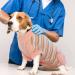 Shop Hjumarayan Breathable Post-Op Dog Body - Ideal for Castration Recovery | Medical Support for Small to Large Dogs - Orange Striped - Buy Online on GoSupps.com