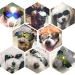 PEDOMUS Small Dog Sunglasses | Adjustable Blue Dog Goggles for Small Breeds - Buy Online on GoSupps.com
