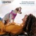 Petex Dog Harness for Small & Medium Dogs - TUV Tested Made in Europe | Reflective Breathable Air Mesh Technology - Purple XS - Buy Online on GoSupps.com