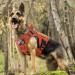 Rabbitgoo No Pull Dog Harness for Medium & Large Dogs | Tactical Military Vest with Molle & Metal Buckle - Adjustable & Breathable - L Orange (1 Pack) - Buy Online on GoSupps.com