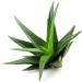 Foreverfit Aloe Vera Drinking Gel 1000ml | Pure Barbadensis Miller Leaf Gel | No Juice No Concentrate No Artificial Additives | High Acemannan 1200mg/L - Buy Online on GoSupps.com