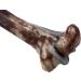 J&E Importers Tough Extreme Jurassic Bone Dog Chew Toy 7'' - For Aggressive Chewers - Buy Online on GoSupps.com